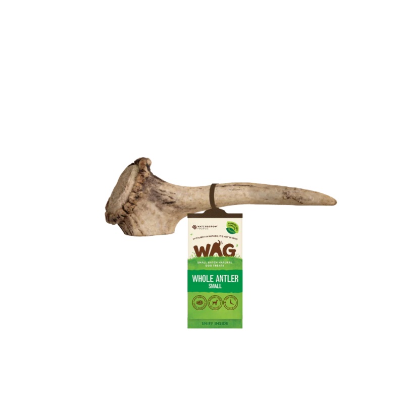 WAG Whole Deer Antler