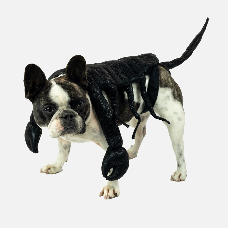 Scorpion Dog Costume