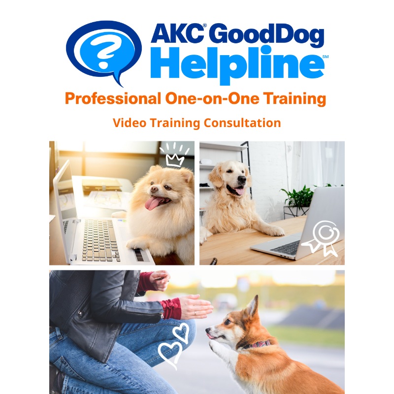 AKC GoodDog Helpline Video Training Consultation
