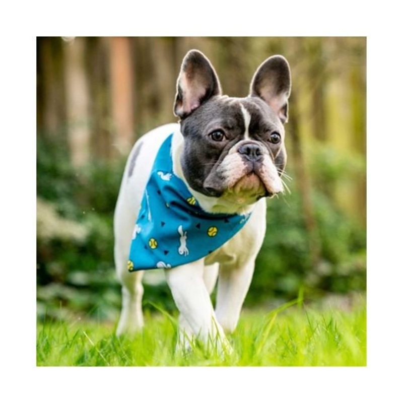 Insect Shield Ball & Squirrel Flea & Tick Repellent Bandana for Dogs (Teal)