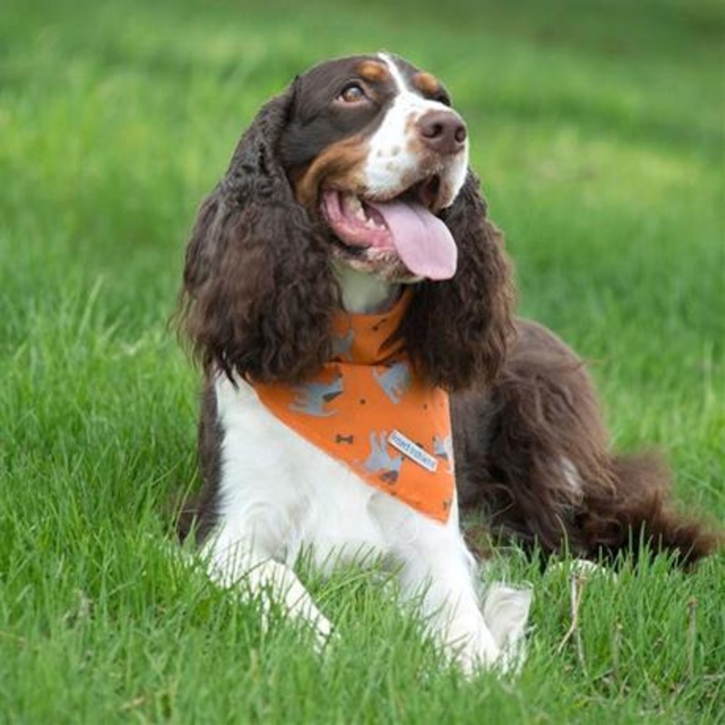 Insect Shield Dog & Bone Flea & Tick Repellent Bandana for Dogs (2 Colours)